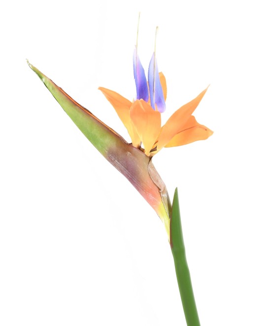 Kunstparadiisilinnulill (Paradiisilind) 80