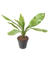 Artificial ASPLENIUM S