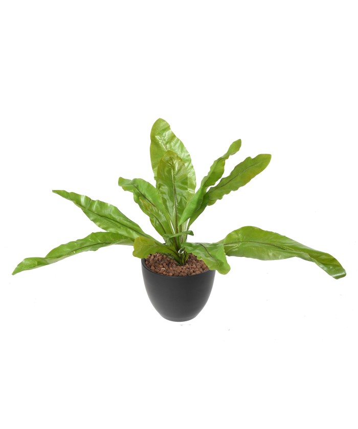 Kunstaspleenium L