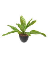 Kunstaspleenium L