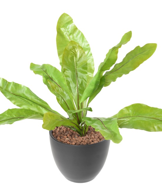 Kunstaspleenium L