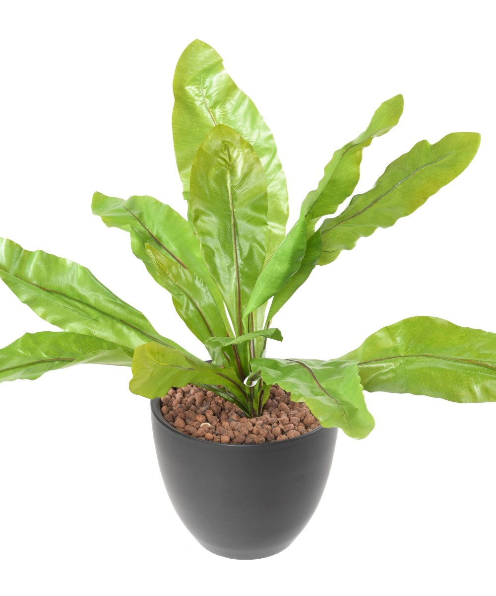 Kunstaspleenium L