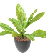 Kunstaspleenium L