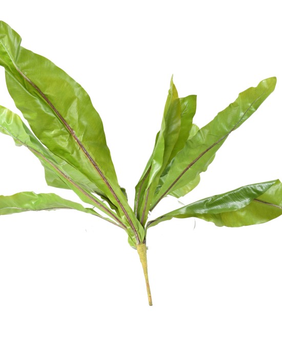 Kunstaspleenium L