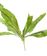 Kunstaspleenium L