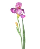 Artificial IRIS