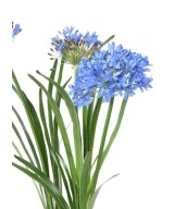 Kunstlik AGAPANTHUS KOBARAS