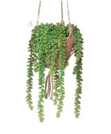 Artificial CRASSULA MACRAME COMP