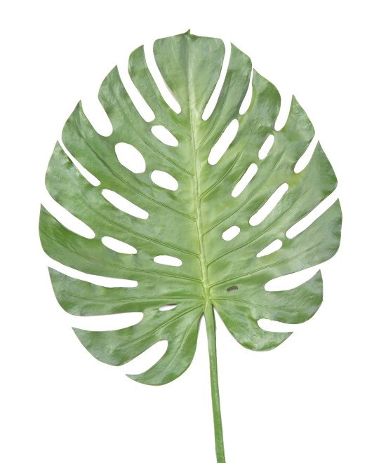 Kunstfilodendron MONSTERA VARS 120