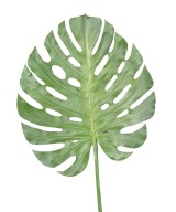 Kunstfilodendron MONSTERA VARS 120
