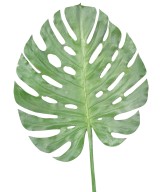 Kunstfilodendron MONSTERA VARS 120