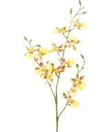 Kunstontsiidium 13
