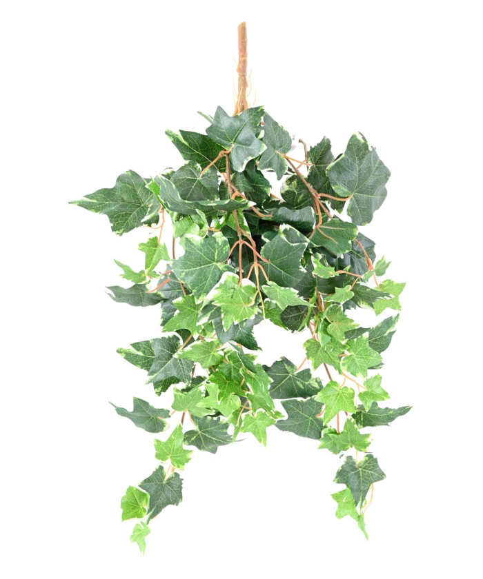 Artificial DUTCH IVY