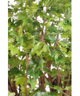 Artificial plane TREE