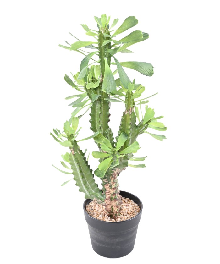 Kunstlik EUPHORBIA LACTEA 65