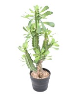 Kunstlik EUPHORBIA LACTEA 65