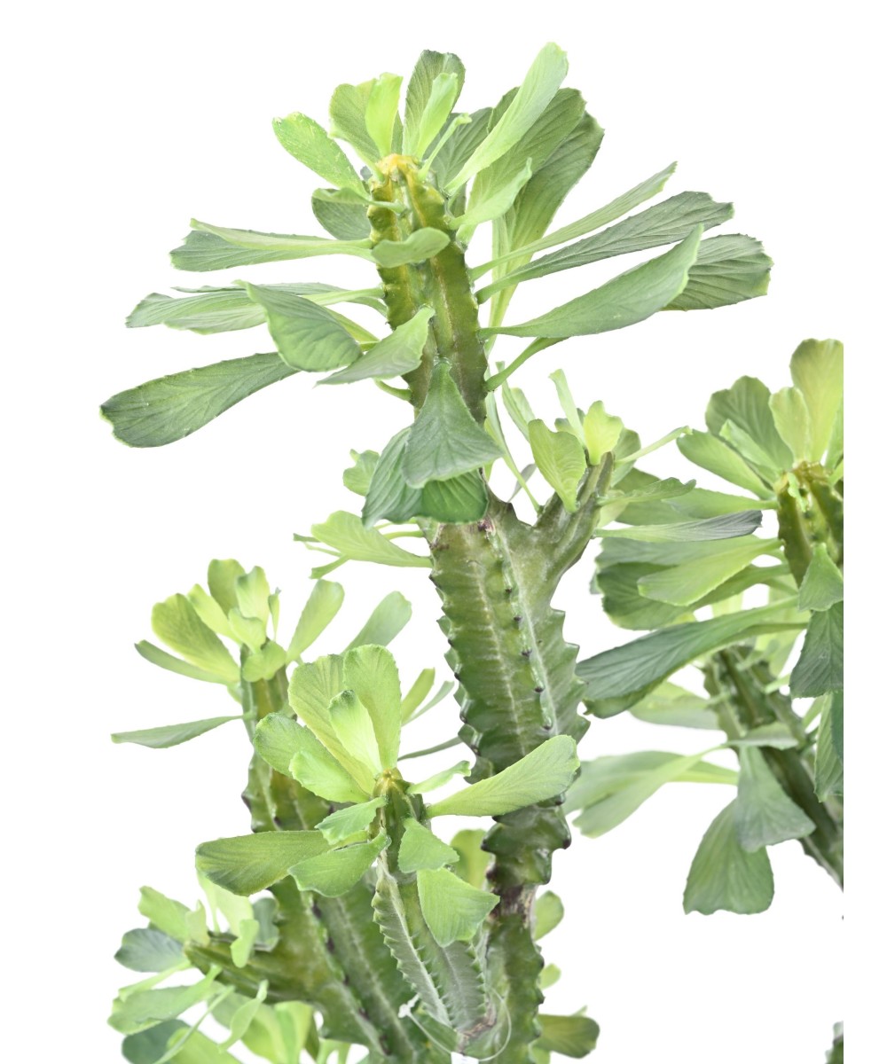 Kunstlik EUPHORBIA LACTEA 65