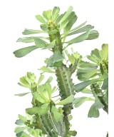 Kunstlik EUPHORBIA LACTEA 65