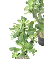 Kunstlik EUPHORBIA LACTEA 110