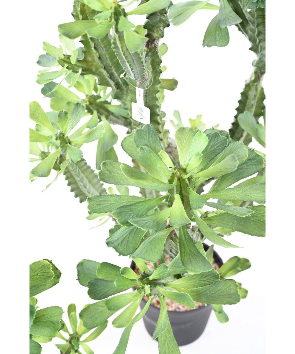 Artificial EUPHORBIA LACTEA 110