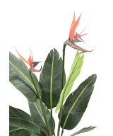 Kunstparadiisilinnulill (Paradiisilind) 9L 2Fl
