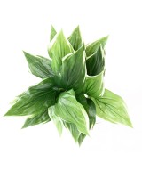 Kunstlik HOSTA *18