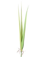 Kunstlikud DRACEAENA LEHED