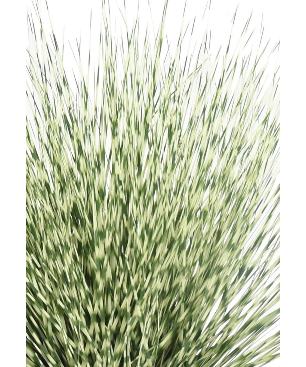Kunstlik ümmargune Miscanthus Zebrina 55