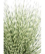 Kunstlik ümmargune Miscanthus Zebrina 55