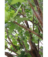 Artificial plane TREE