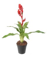 Artificial BROMELIA 55