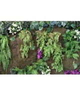 Artificial HANGING OXALIS FERN GREEN WALL