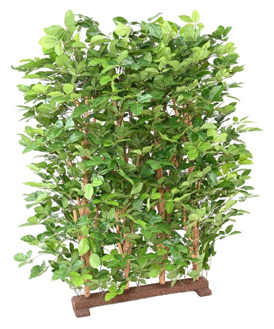 Kunstlik pöögist grandifolia hekk 145