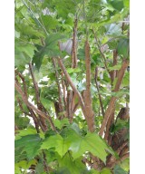 Artificial plane TREE
