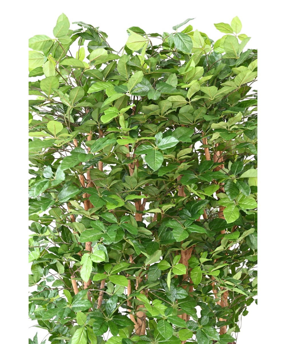 Kunstlik pöögist grandifolia hekk 145