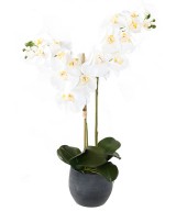 Artificial PHALAENOPSIS ORCHID BOUQUET *2 IN GRAPHITE POT