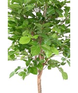 Artificial Beech GRANDIFOLIA 160