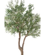 Artificial OLIVE TREE GIANT HEAD 2T 350