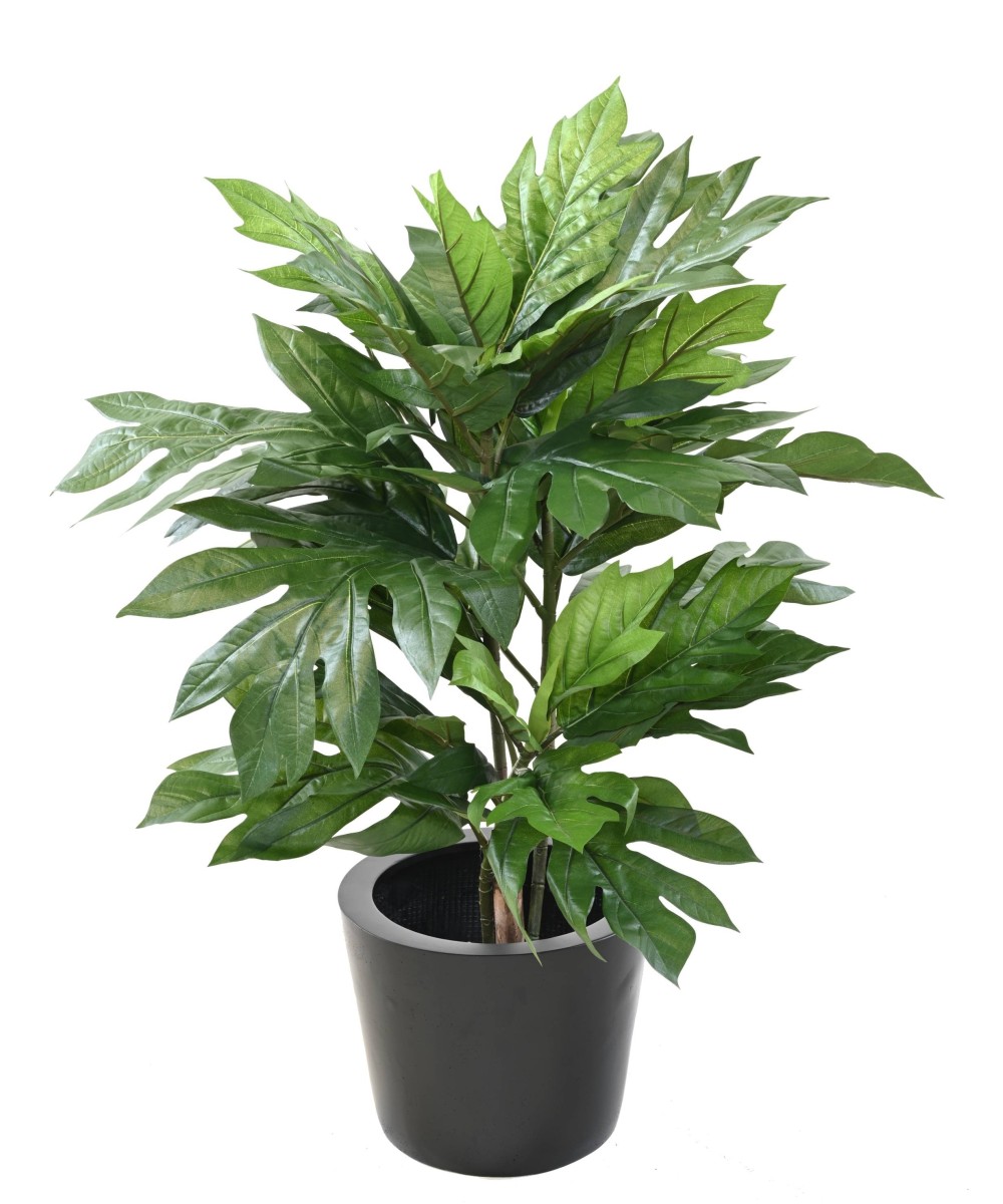 Kunstlik leivapuu ARTOCARPUS ALTILIS