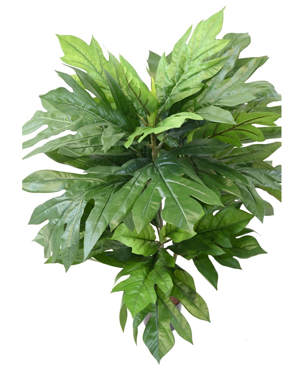 Kunstlik leivapuu ARTOCARPUS ALTILIS