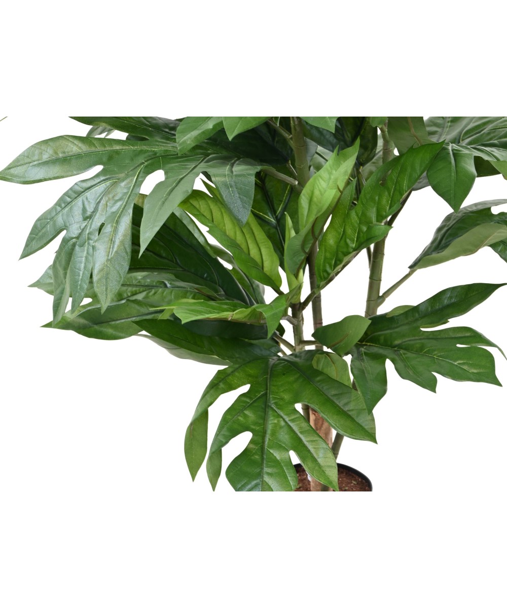Kunstlik leivapuu ARTOCARPUS ALTILIS