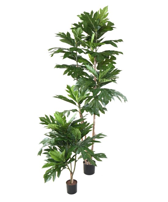 Kunstlik leivapuu ARTOCARPUS ALTILIS