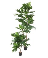 Kunstlik leivapuu ARTOCARPUS ALTILIS