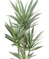 Artificial YUCCA RAPIER