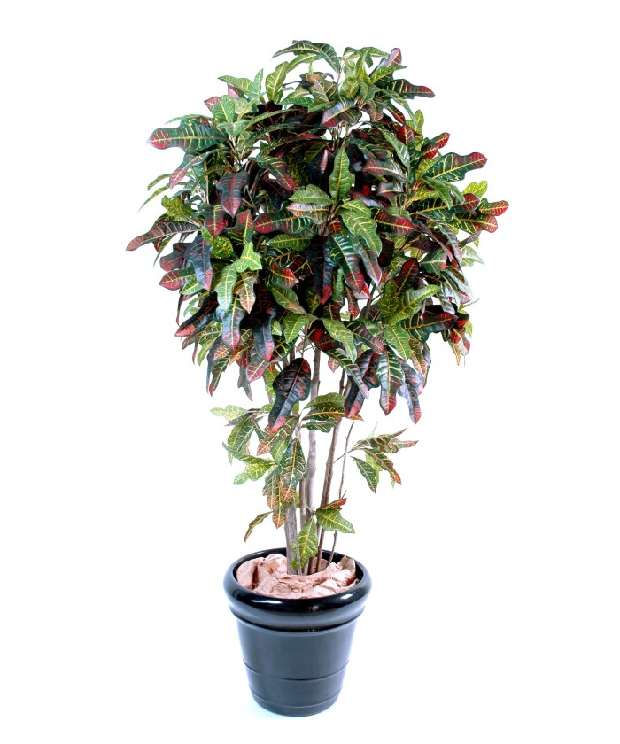 Artificial croton