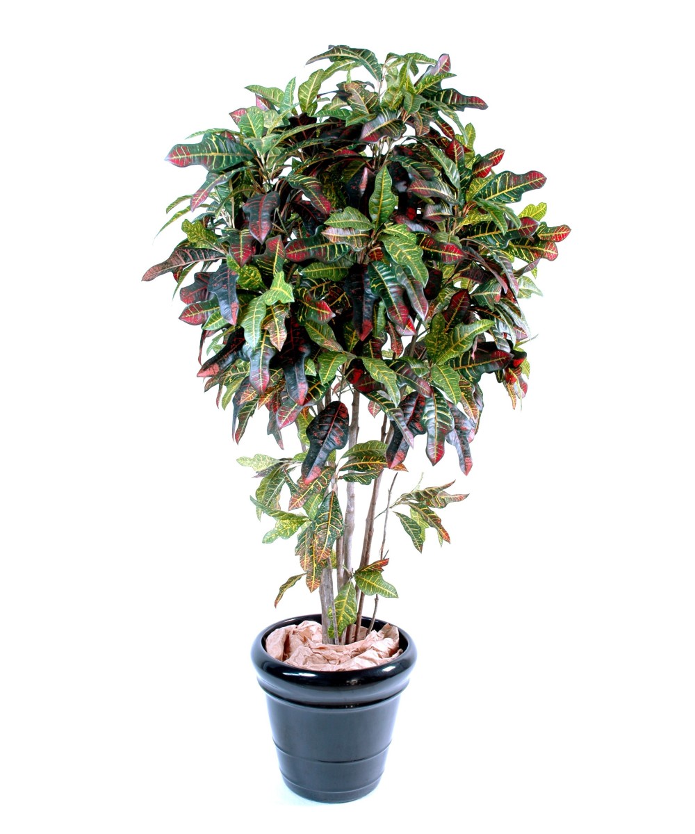 Artificial croton