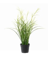 Artificial FLOWERING ACORUS POT