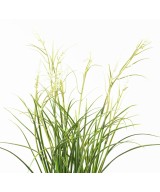 Artificial FLOWERING ACORUS POT
