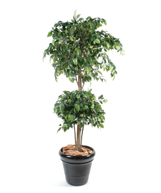 Artificial ficus DOUBLE BALL