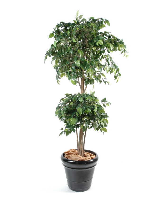 Artificial ficus DOUBLE BALL